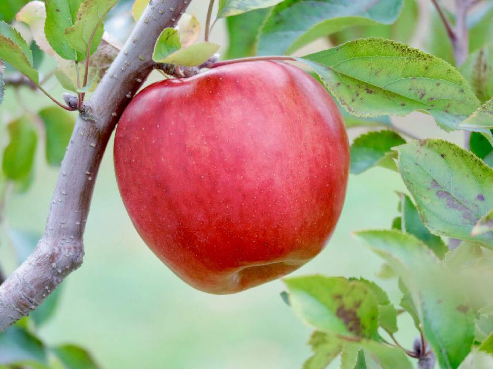 りんご の 木 りんご 林檎 の花言葉の由来 意味 誕生花 花言葉のシャルロー
