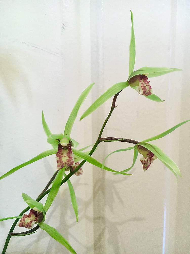 野の花の投稿画像 By ぷっしぃさん ラン科と山野草とシンビジウム属とカンラン と寒蘭 と野生ラン 19月11月17日 Greensnap グリーンスナップ