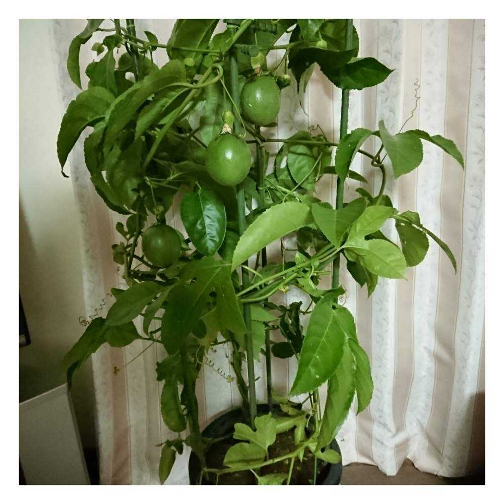 パッションフルーツの投稿画像 By テルさん 室内に取り込むと小さな庭とパッションフルーツ とパッションフルーツ エドリュスとパッションフルーツ と パッションフルーツ エドリュス 19月11月17日 Greensnap グリーンスナップ Greensnap グリーンスナップ