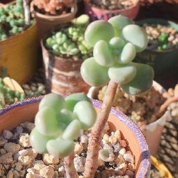 キューティピーチの一覧|🍀GreenSnap(グリーンスナップ) キューティピーチの一覧|🍀GreenSnap(グリーンスナップ)