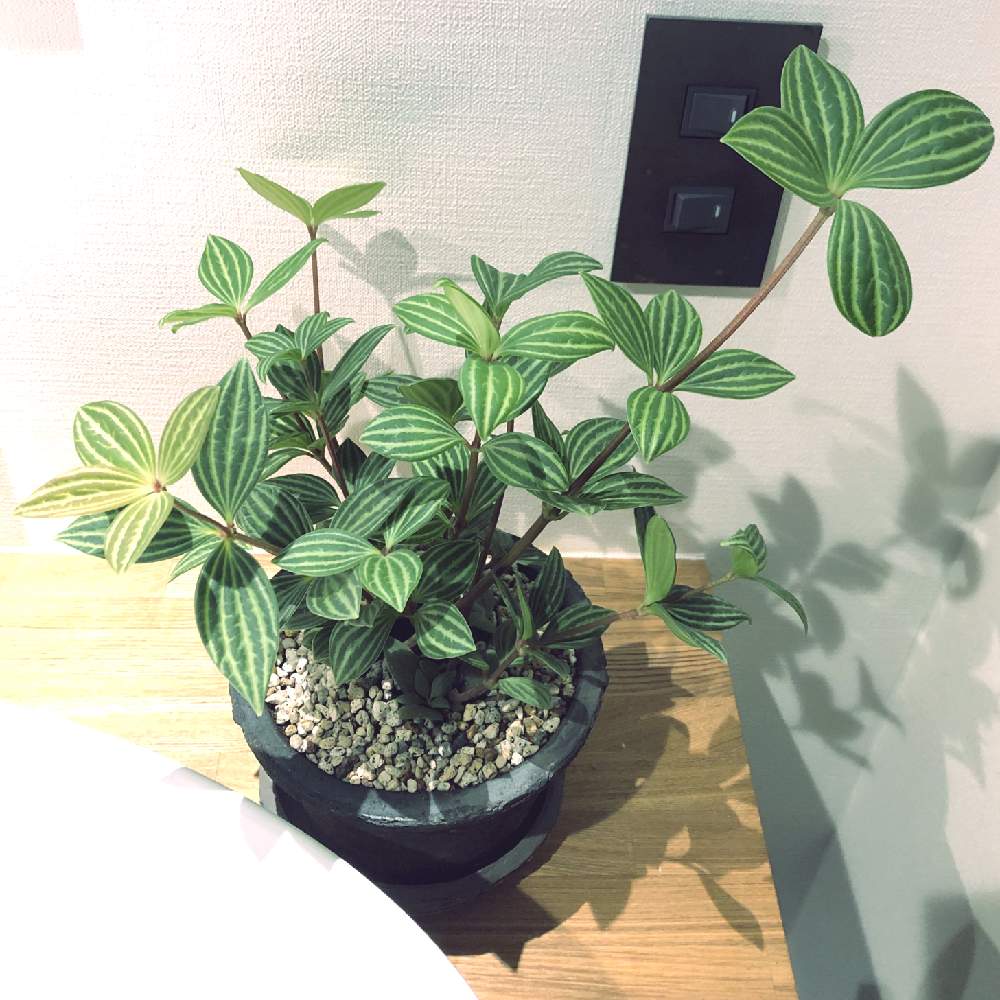 ペペロミア プテオラータの投稿画像 By おーじさん ペペロミアと観葉植物と洗面所 19月11月17日 Greensnap グリーンスナップ