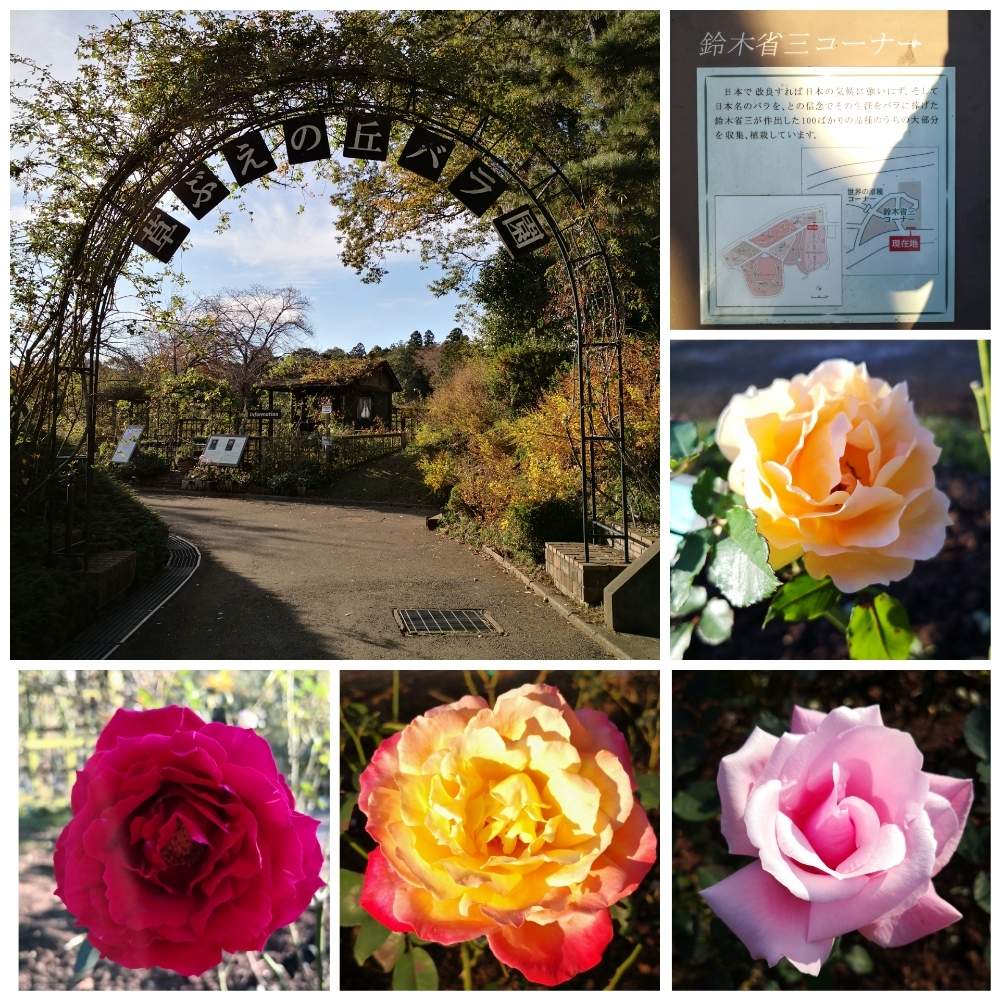 佐倉草ぶえの丘バラ園の投稿画像 By Juscofさん 19月11月17日 Greensnap グリーンスナップ