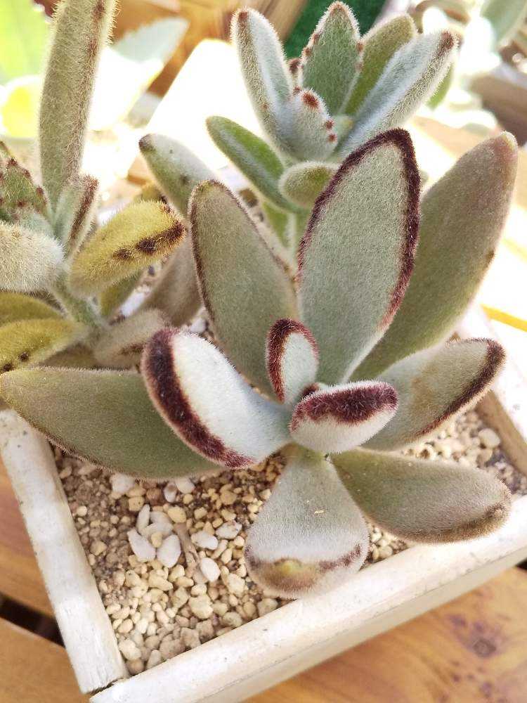 アマチュアうさぎ図鑑 Greensnap グリーンスナップ