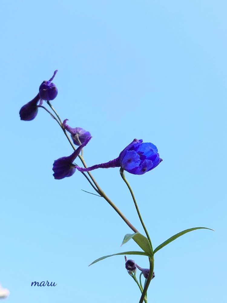花のある暮らしの投稿画像 By まるさん 青い花が好きとデルフィニュームベラドンナ 19月11月17日 Greensnap グリーンスナップ