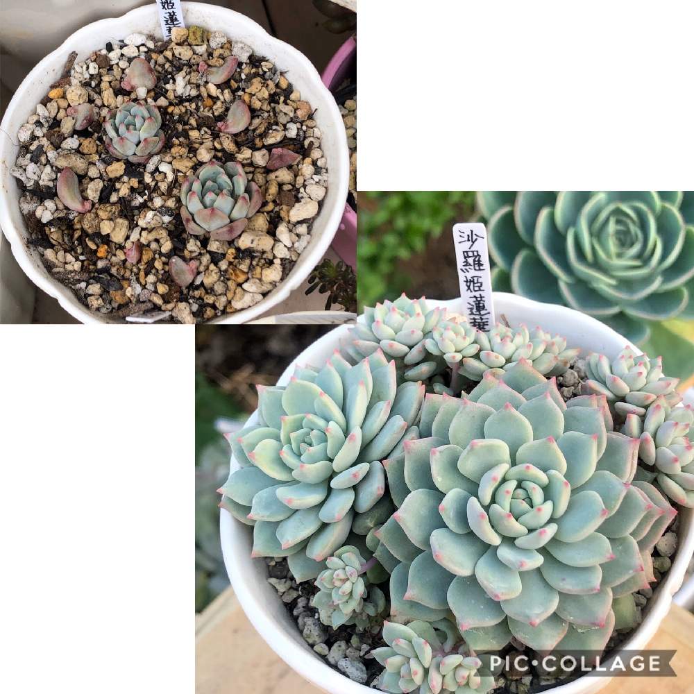 沙羅姫蓮華の投稿画像 By りーさん 可愛い多肉と多肉大好きと紅葉する多肉と多肉女子と多肉との暮らしと葉挿しと可愛い多肉と多肉大好きと紅葉する多肉と多肉女子と多肉との暮らしと葉挿し 19月11月18日 Greensnap グリーンスナップ Greensnap グリーン