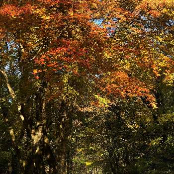 九酔渓の投稿画像一覧 Greensnap グリーンスナップ