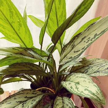 アグラオネマの育て方 植え替え時期は 挿し木や株分けの方法は Greensnap グリーンスナップ