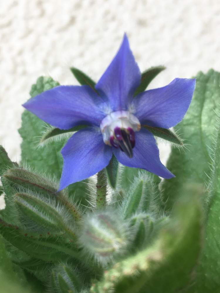 心に強く訴えるボリジ 花 言葉 すべての美しい花の画像