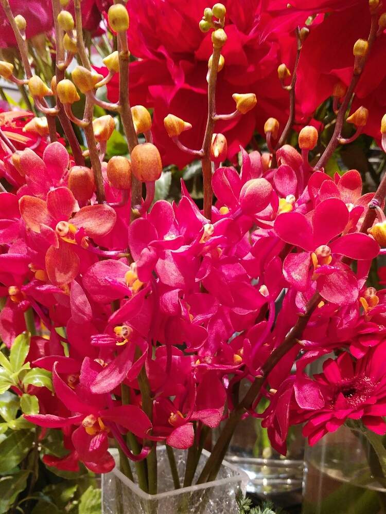 モカラかなの投稿画像 By ゆめ さん 今日もお疲れ様 と赤いラン科の花と素敵な花言葉と花のある暮らしとかわいい花 19月11月18日 Greensnap グリーンスナップ