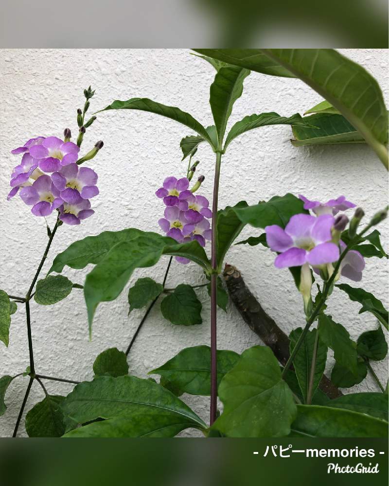 コロマンソウ せきどうさくらそう キツネノマゴ科の投稿画像 By パピーさん コロマンソウ 19月11月18日 Greensnap グリーンスナップ コロマンソウ せきどうさくらそう キツネノマゴ科の投稿画像 By パピーさん コロマンソウ 19月11月18日 Greensnap グリーンスナップ