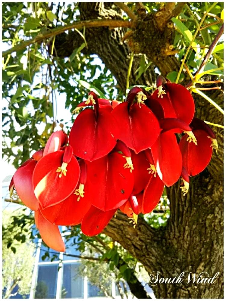 アメリカディゴの投稿画像 By 南の風さん マメ科と沖縄の花と赤い花と庭園とディゴの花と木の花と花のある暮らしとかわいい花とボタニカルスポット19秋 19月11月18日 Greensnap グリーンスナップ