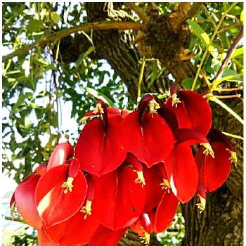 ディゴの花の投稿画像一覧 Greensnap グリーンスナップ