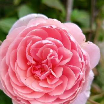 ウィリアムモリスの画像 by みこたんガーデンさん | 小さな庭とばら バラ 薔薇と素敵な香りと薔薇が好き❤とイングリッシュ・ローズとウィリアムモリスと花のある暮らしと可愛らしいと薔薇♪と色合いがキレイとふんわり