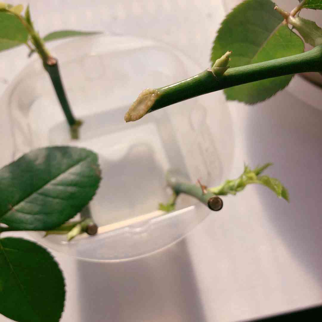 バラの水差し｜🍀GreenSnap（グリーンスナップ）