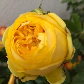 バラ 切花品種の画像 by vogel ②さん | 玄関とカタリナと鉢植えとばら バラ 薔薇とバラ 切花品種