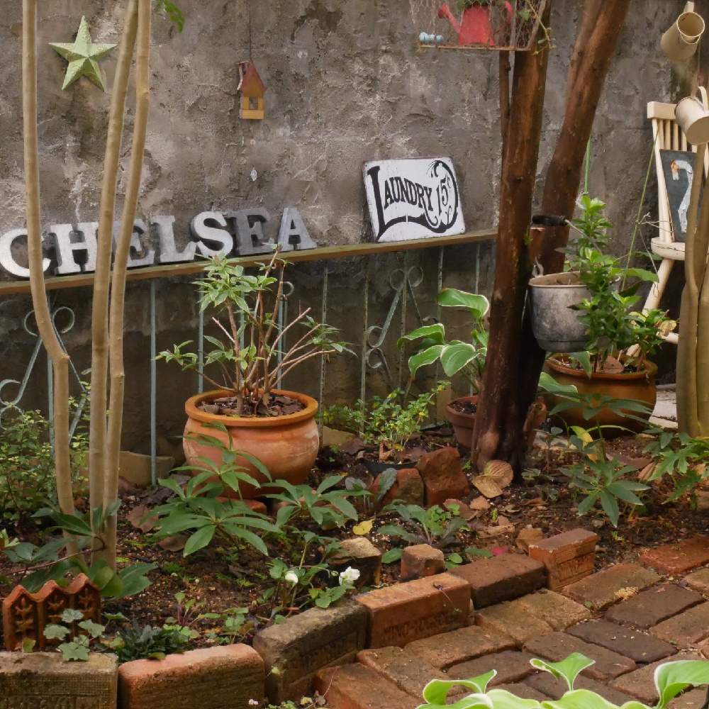 アジュガの投稿画像 By Sakagonさん 斑入りウツギとピットスポルム エルフィンと放ったらかしとシェードラバーとシェードガーデンとコンテナガーデンとナチュラルスタイルと日陰の庭とジャンクガーデンとアイアン雑貨とヘレボルスとレンガとアンティークレンガと小さな庭