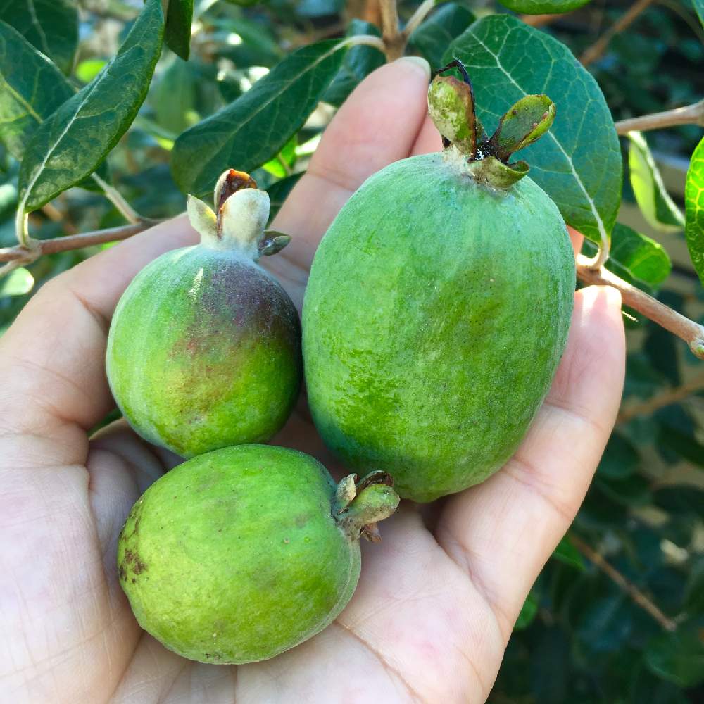 フェイジョアの投稿画像 By 美月さん フェイジョア ジェミニと常緑樹と果樹と果物とガーデニング 19月11月19日 Greensnap グリーンスナップ