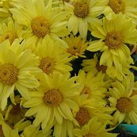 ポットマム,自然,花のある暮らし,元気いっぱい,花に癒されの画像