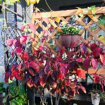 ハナミズキの紅葉。の画像 by たえポンさん | 小さな庭と花のある暮らしと紅葉（こうよう）とハナミズキの紅葉。と我が家のお庭の紅葉フォトコン