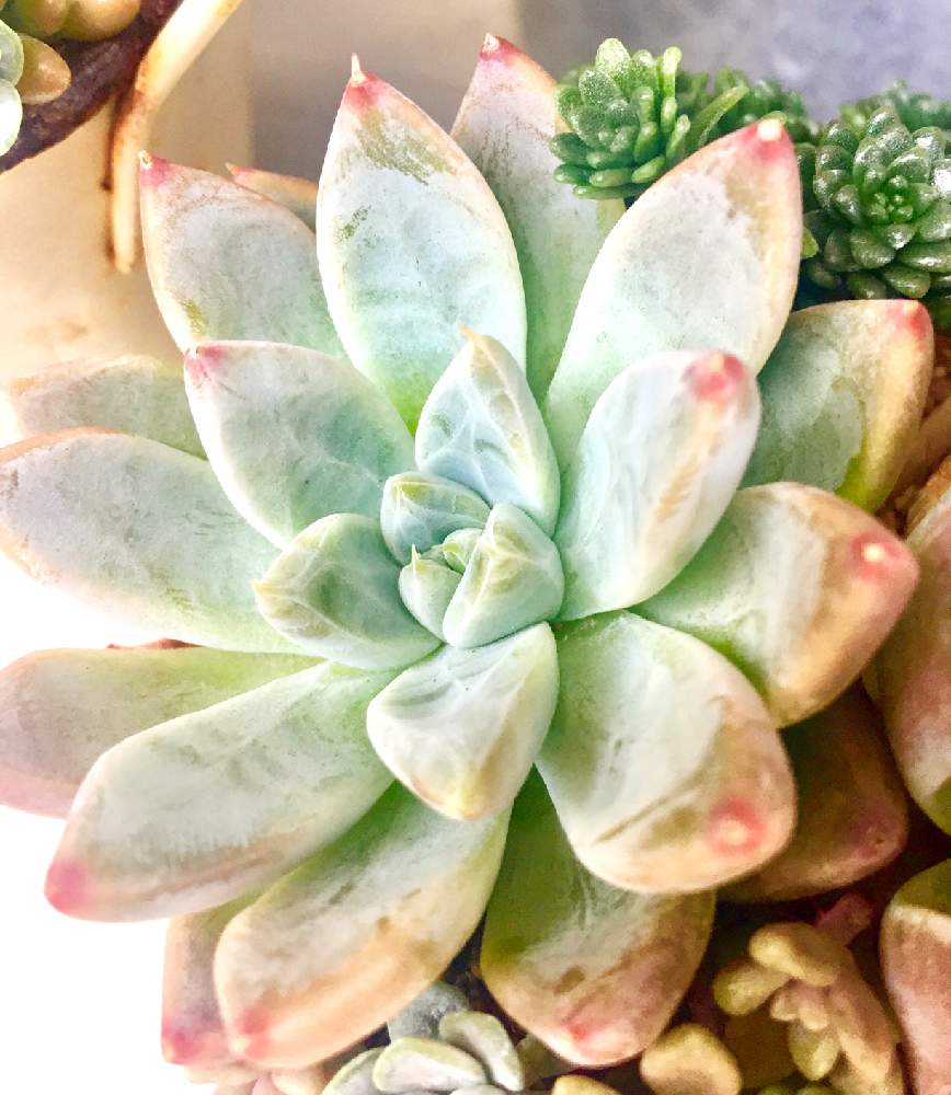 エケベリア アルトの投稿画像 By なっちゃんさん 緑に囲まれてとピンク ピンクと韓国多肉とボタニカルライフとモリモリとエケベリア 属とステキな朝と元気の源とむちむちぷりぷりとカワイイ葉っぱといやされると紅葉 と多肉寄せ植えと多肉大好き とぷくぷく多肉と