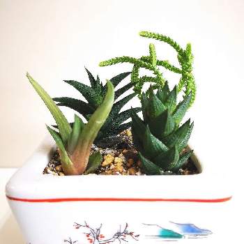 ハオルチアの水栽培の投稿画像一覧 Greensnap グリーンスナップ