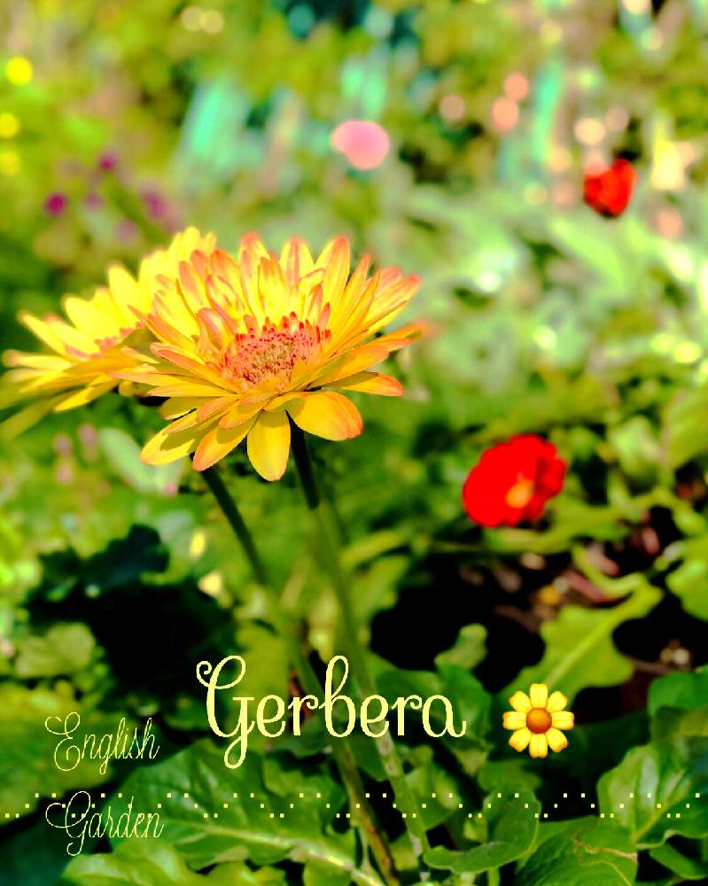 ガーベラの投稿画像 By イングリッシュガーデンさん ガーベラと薔薇ミミエデン挿し木苗とかわいい とgs映えと綺麗なお花とお庭の植物と可愛いと花のある暮らしとかわいいな と色合いがキレイ 19月11月19日 Greensnap グリーンスナップ