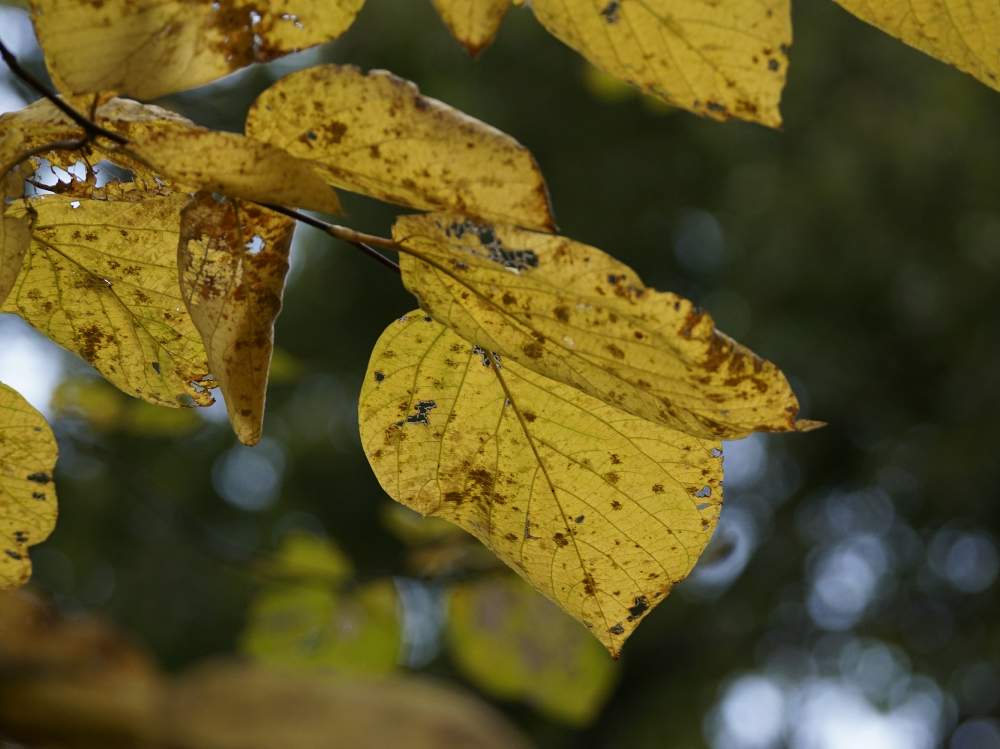 ハクウンボクの葉の投稿画像 By Minoさん 東山植物園とシーボルトとエゴノキ科と樹木図鑑と植物園と紅葉 こうよう と木本類と紅葉狩りといろいろな葉っぱ 19月11月19日 Greensnap グリーンスナップ