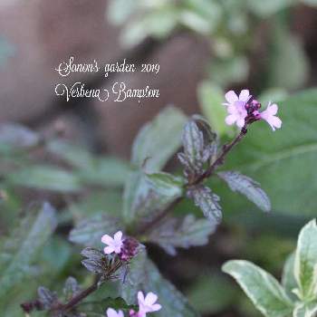 バーベナバンプトンの投稿画像一覧 Greensnap グリーンスナップ