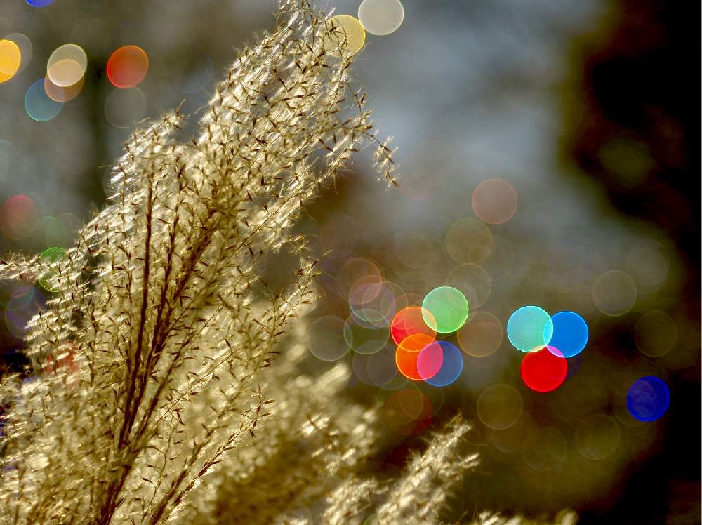 玉ボケ倶楽部の投稿画像 By Ronさん オールドレンズとzeiss Tessarと開放1 5mとleica M8と5cm 2 8とガラスの森美術館とオールドカメラと 単焦点レンズ フォトコン 2019月11月19日 Greensnap グリーンスナップ