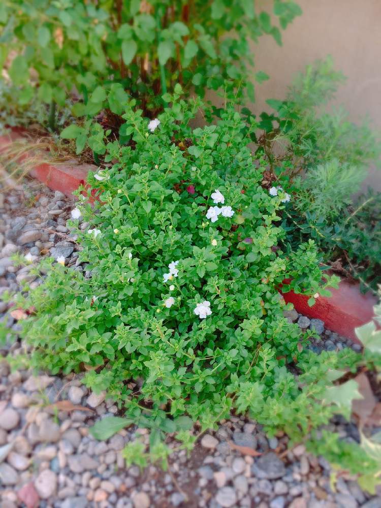 バコパの投稿画像 By ますさん グランドカバーと小さな花壇と花のある暮らし 2019月11月19日 Greensnap グリーンスナップ