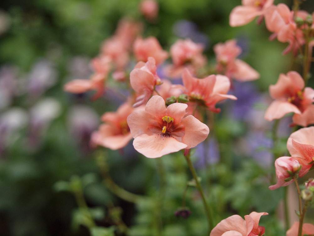 ディアスシアの投稿画像 By たまちゃんさん ディアスシア ラパージュ シルクアプリコットとガーデニングと花の15年組 19月11月19日 Greensnap グリーンスナップ