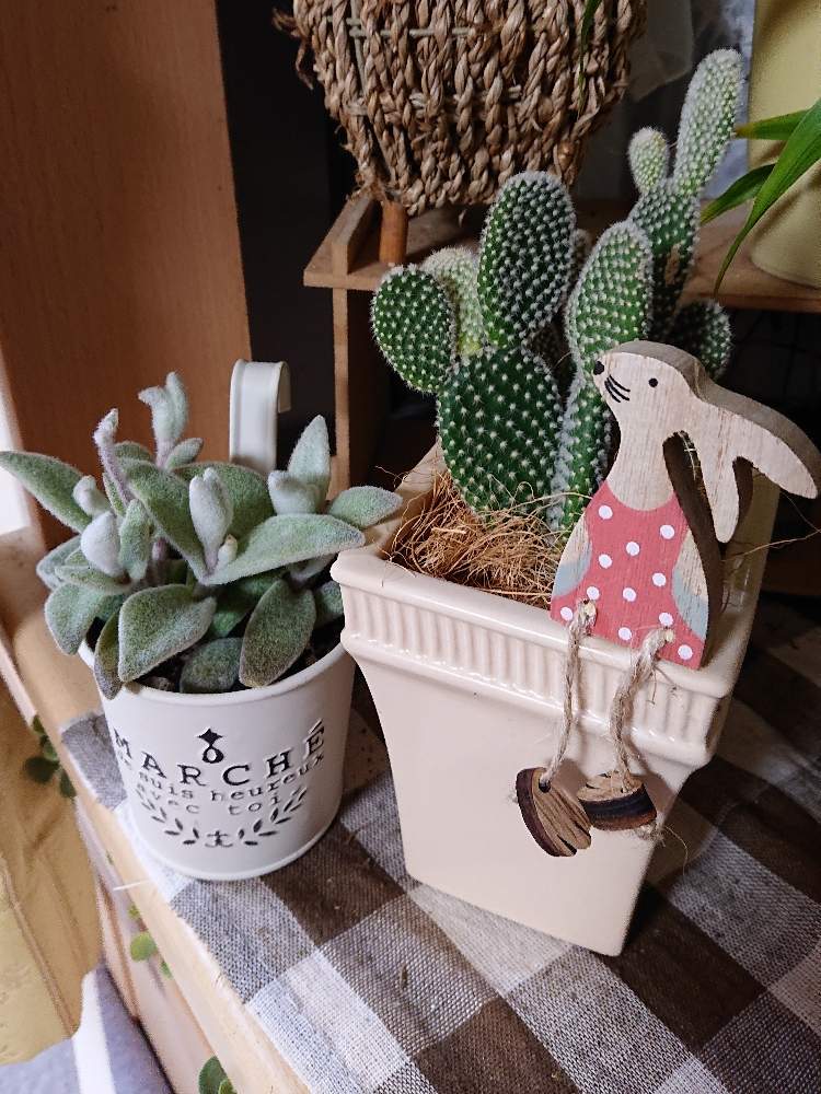 福兎耳の投稿画像 By Yu Chanさん うちわさぼてん 白桃扇 バニーカクタス 19月11月19日 Greensnap グリーンスナップ