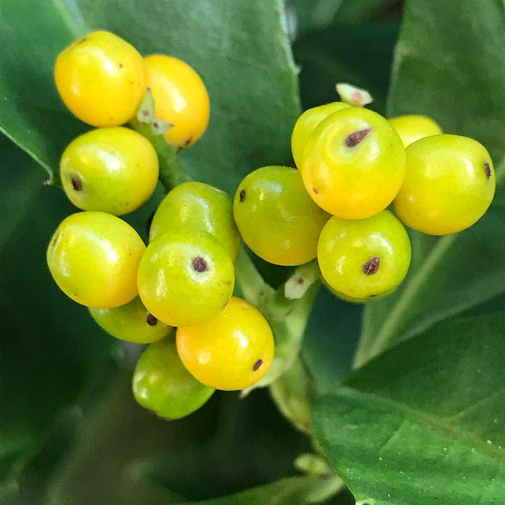 無料ダウンロード食べ れる 実 最高の花の画像