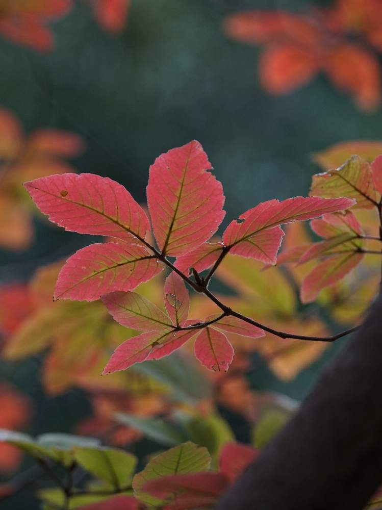 メグスリノキの葉の投稿画像 By Minoさん 東山植物園と日本固有種と樹木図鑑と植物園と紅葉 こうよう と木本類と紅葉狩りとムクロジ科といろいろな葉っぱともみじ紅葉 19月11月19日 Greensnap グリーンスナップ