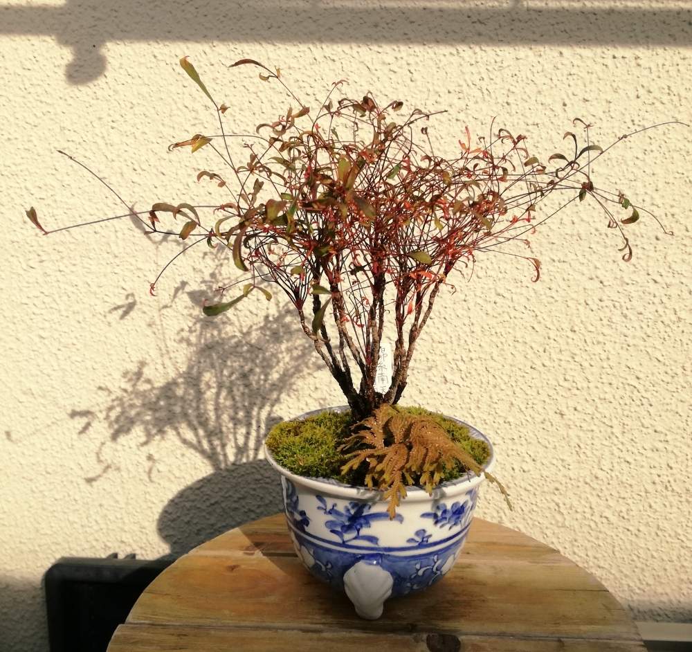 錦糸南天の投稿画像 By くまさん号さん 今日の一枚と紅葉 こうよう と古典植物と伝統園芸植物と小品盆栽と北海道と盆栽とバルコニスト 19月11月19日 Greensnap グリーンスナップ