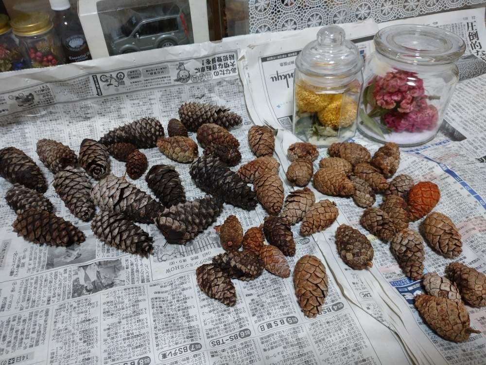 楽しいかも の投稿画像 By うさぎさん シリカゲルドライ と芍薬さん と癒し系とピンポンマム と松ぼっくり と花のある暮らしと可愛らしい と松ぼっくりの乾燥 19月11月日 Greensnap グリーンスナップ