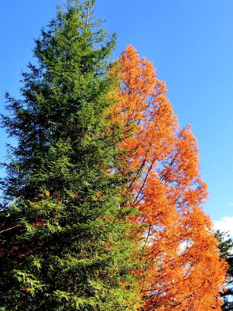メタセコイアの投稿画像 By チョウサンさん セコイアと落葉高木と常緑高木と最高樹高と生きた化石と台原森林公園 19月11月日 Greensnap グリーンスナップ