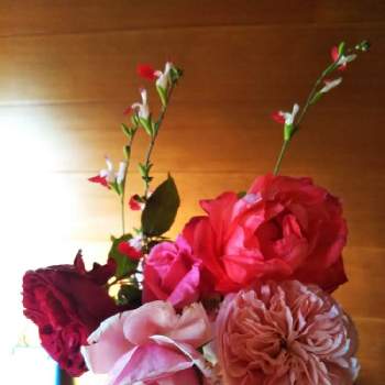 赤いばらの画像 by Chieko☆さん | 玄関といいかおりとピンクの花と殆ど病気薔薇吉と可愛い花と大好きと赤いばらと美しい♡と素敵な色と素敵な香りと芳純と可愛いと綺麗な色♡と花のある暮らしと綺麗な色と薔薇のある人生