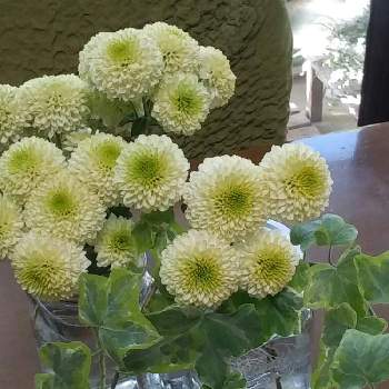 ピンポンマムの切り花の投稿画像一覧 Greensnap グリーンスナップ