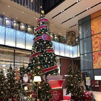 クリスマスツリー の投稿画像一覧 Greensnap グリーンスナップ