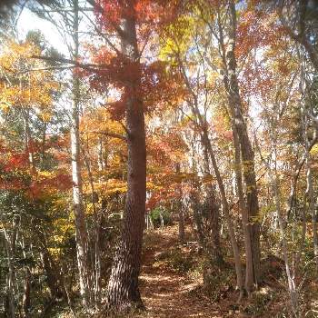 紅葉の始まりの画像 by ノリくん、さん | お出かけ先と山歩きと紅葉の始まりと散歩中の風景