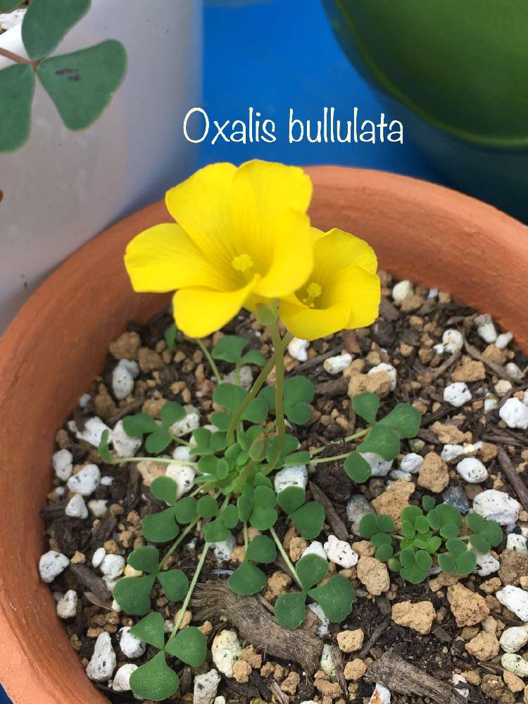 Oxalis Bullulataの投稿画像 By Irfa Gardenさん 贅沢とoxalisと鉢選びと太陽大好きとgs映えと植え付けと土づくりと球根 と発芽と鉢植えと オキザリスと花のある暮らしと野ざらし雨ざらしとオキザリス ロココと葉っぱを楽しむと球根植物と雨晒し 19月11月日