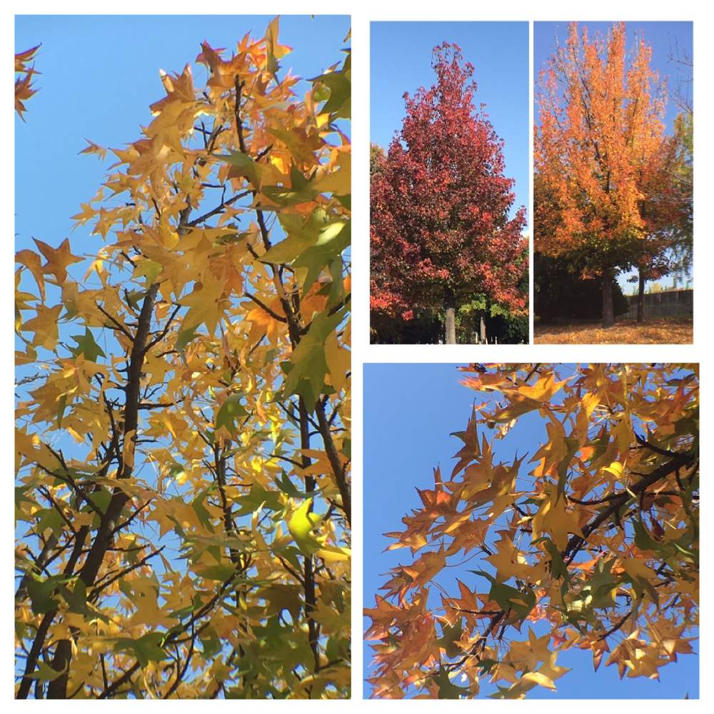 紅葉する木の投稿画像 By れもんソーダさん モミジバフウとモミジバフウの実 とフウ科とフウ属と公園の木と紅葉する木とモミジバフウの実 とフウ科とフウ 属と公園の木 19月11月日 Greensnap グリーンスナップ Greensnap グリーンスナップ