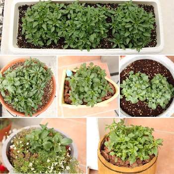 ビオラ ピンクレモンリップの投稿画像一覧 Greensnap グリーンスナップ