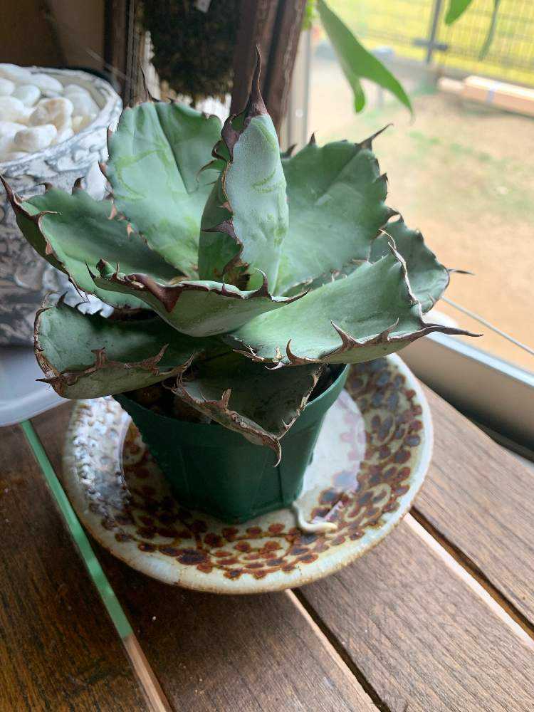 ベアルートのアガベチタノタBB、お迎えから鉢上げまで｜🍀GreenSnap