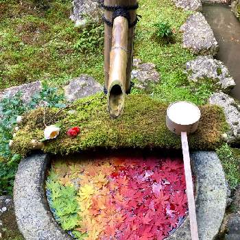 日本の美の画像 by ぎんちゃんさん | お出かけ先とモミジと花のある風景と紅葉（こうよう）と京都の寺院と花のある暮らしともみじ紅葉と花手水と日本の美と四季折々とグラデーションとそうだ京都行こう