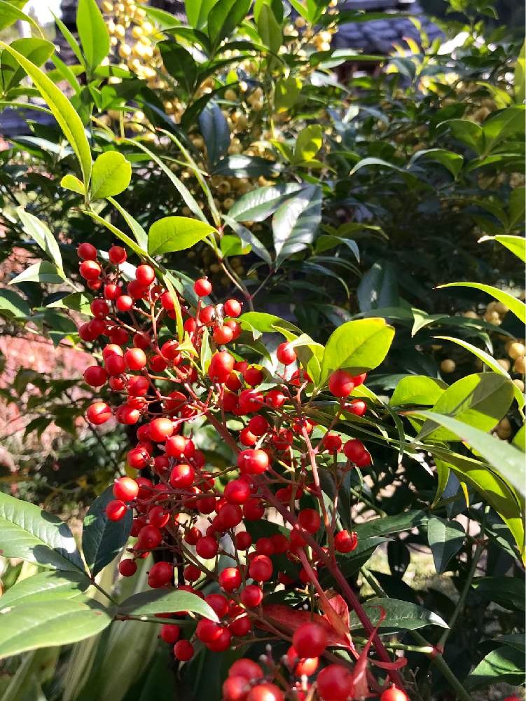 白南天の投稿画像 By サーさん 赤南天と赤い実と花のある暮らしと白い実と冬が近い 19月11月日 Greensnap グリーンスナップ