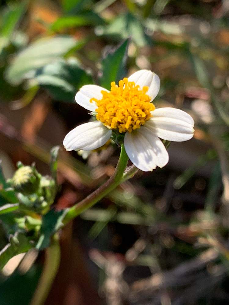 コシロノセンダングサの投稿画像 By えみちゃんさん 道端の草花と道端に咲く花と花撮りウオーキングと土手道 19月11月日 Greensnap グリーンスナップ