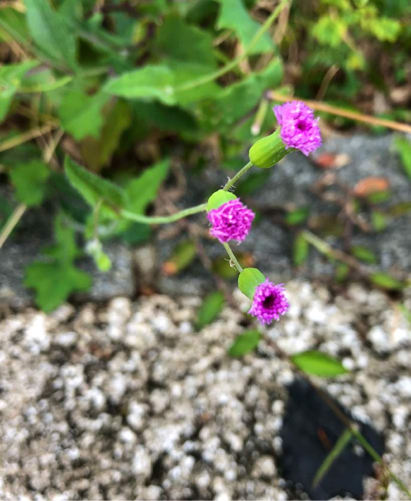 ウスベニニガナの投稿画像 By ちょこ さん 山野草と野の花と沖縄の植物 19月11月日 Greensnap グリーンスナップ