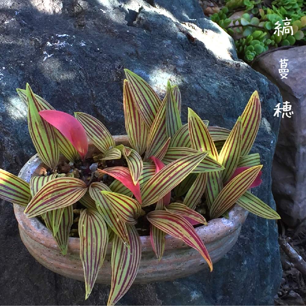 山野草の投稿画像 By 美野美谷さん 縞蔓穂と和の庭とシマツルボ と和風の庭とm S Style Bonsaiとm S Style Bonsai 草もの 19月11月日 Greensnap グリーンスナップ